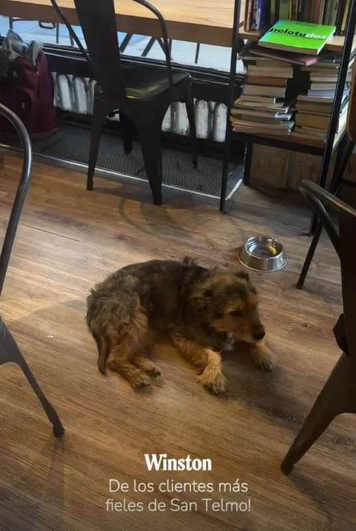 Winston, uno de los clientes más fieles de Punto Café San Telmo